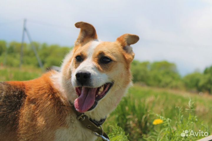 Собака на охрану и для души в добрые руки