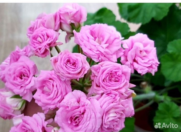 Тюльпановидная и сортовые пеларгонии