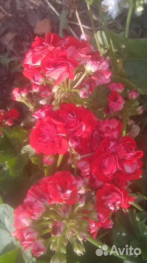 Герань махровая. Пеларгония