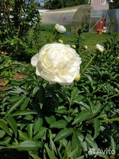 Пионы обмен