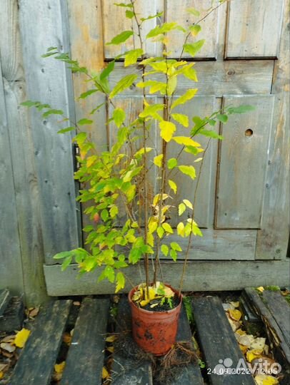 Спирея Вангутта