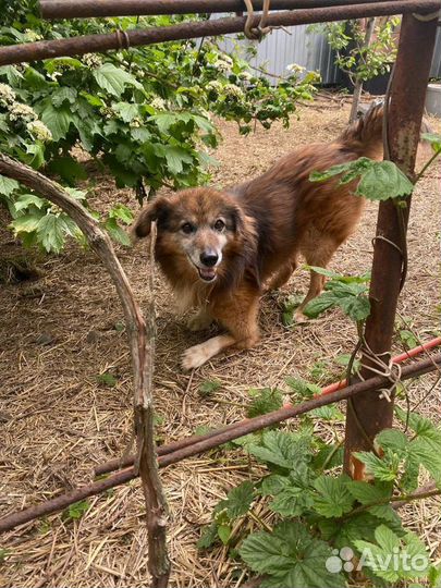 Собака в добрые руки