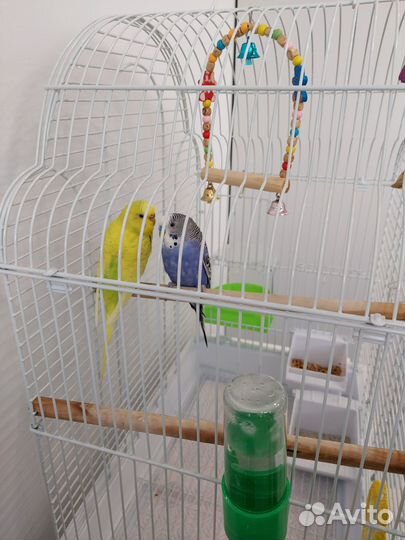 Отдам попугаев в добрые руки