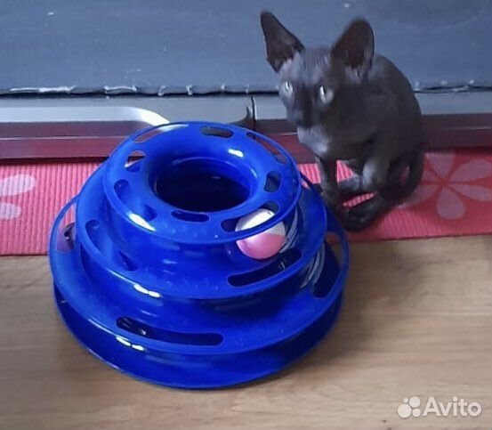 Канадский сфинкс котенок девочка