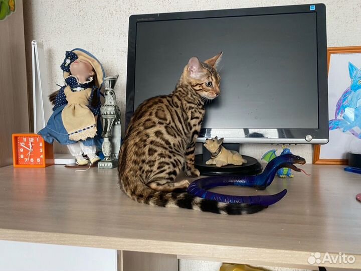 Бенгальские котята