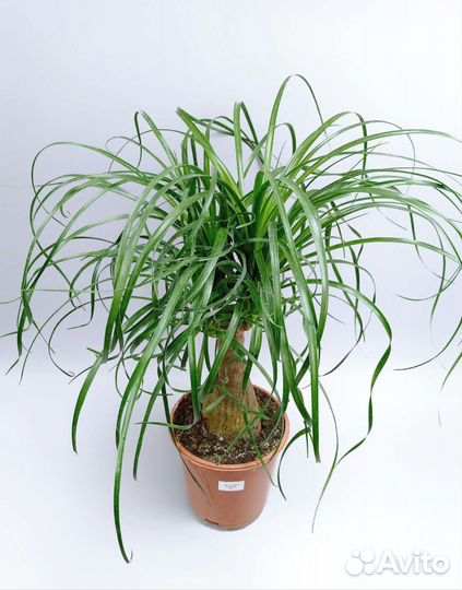 Бокарнея (Нолина) высотой 71 см