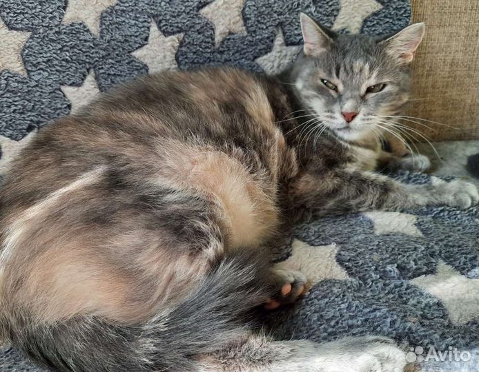 Кошечка Амели в добрые руки