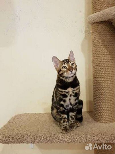 Бенгальский котенок