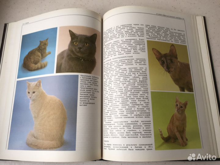 Подарочное издание альбом атлас Кошки