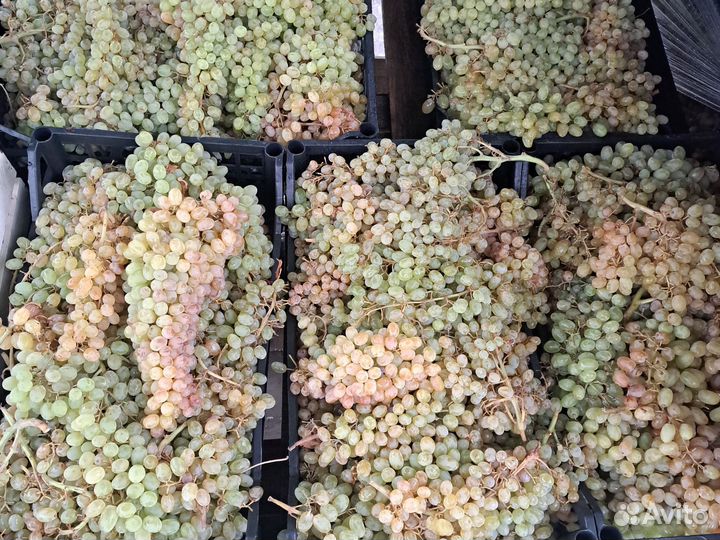 Виноград киш миш