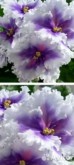 Ват-Синичка