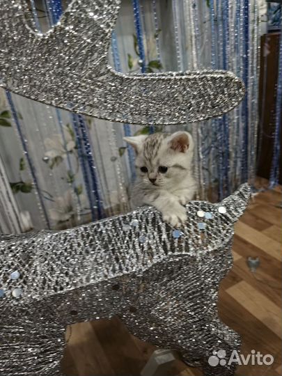 Шотландские котята