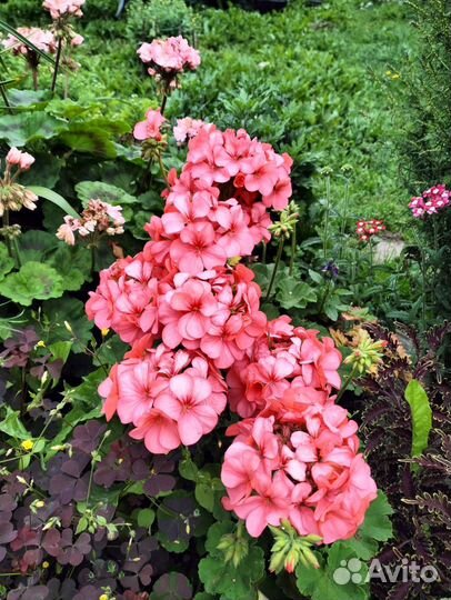 Пеларгония герань в горшке