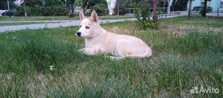 Сибирский хаски