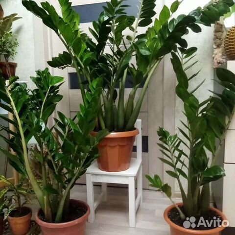 Замиакулькас долларовое дерево