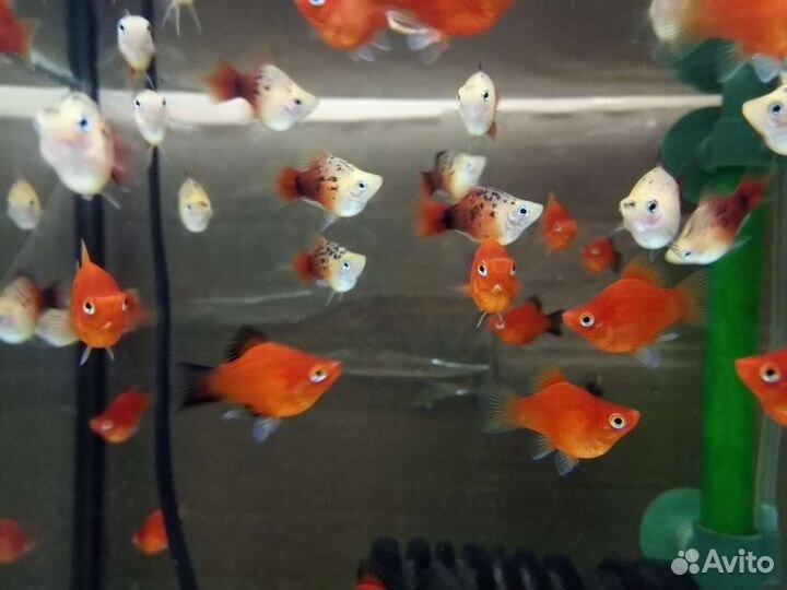 Пецилия дисковая, гуппи