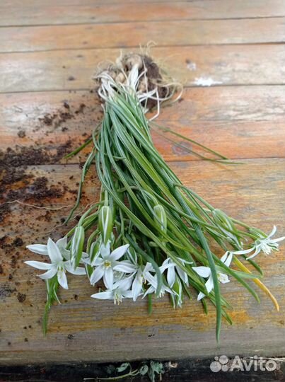 Луковичные растения