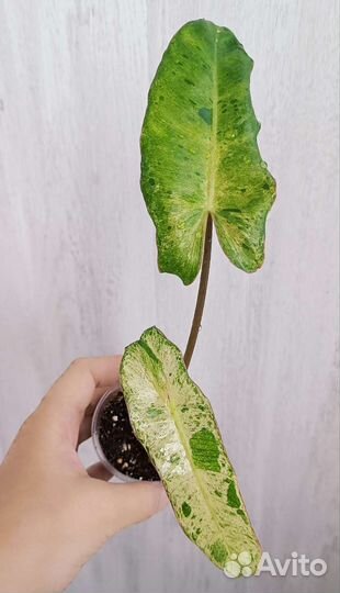 Филодендроны #2