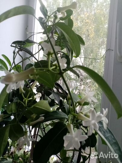 Комнатный мадагаскарский жасмин