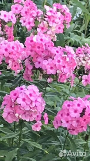 Многолетние метельчатые флоксы