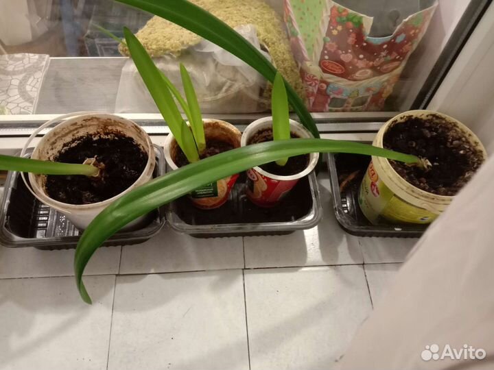 Комнатные цветы, орхидеи