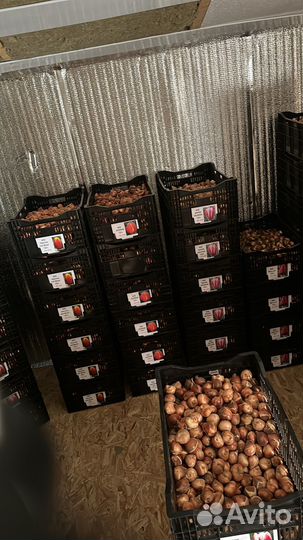 Луковицы тюльпанов оптом