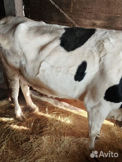 С/х животные