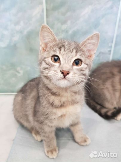 Кошка в дар