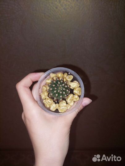 Кактусы и суккуленты