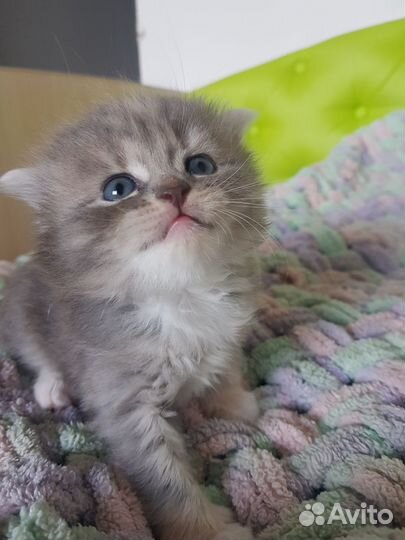 Котята британские