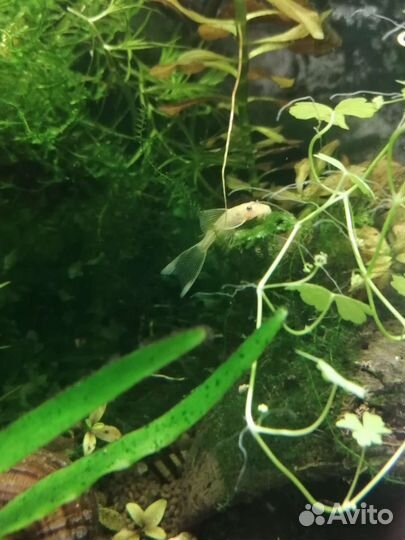 Живые корма и аквариумная живность