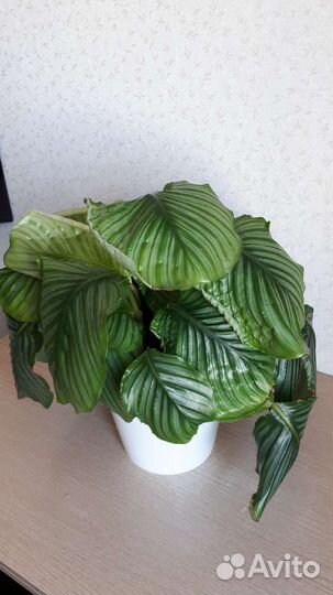 Калатея орбифолия