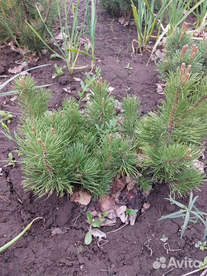 Сосна горная