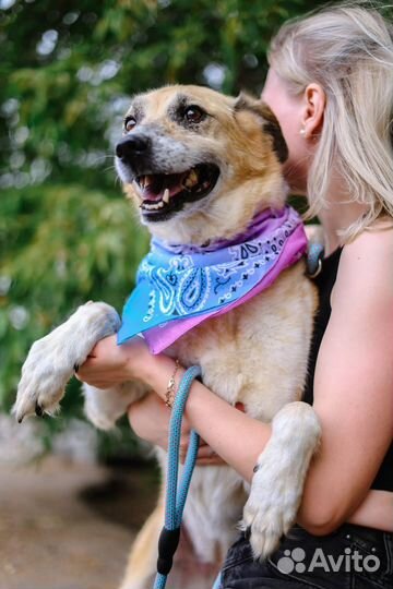 Вернули в приют, снова ищет дом милая собака