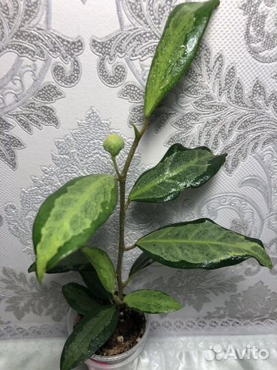 Фикусы бенджамина и каучуконосный