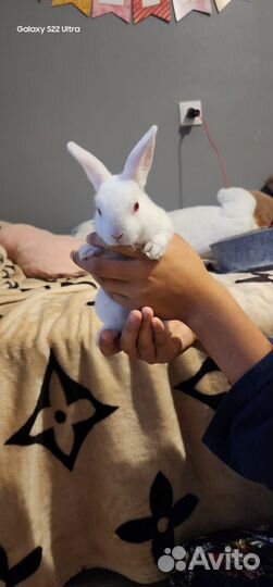 Декоративные кролики