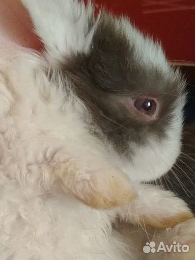 Кролик с клеткой