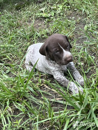 Щенки курцхара