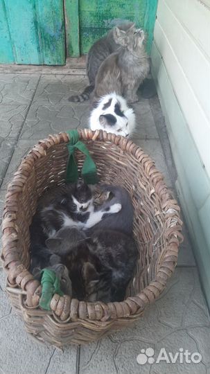 Котята в добрые руки