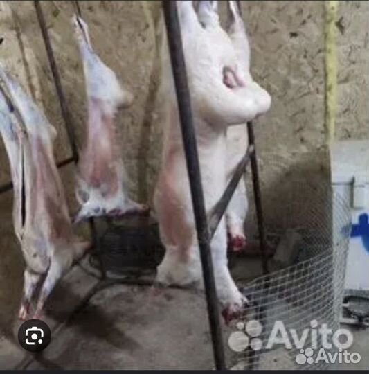 Бараны на акьикьа