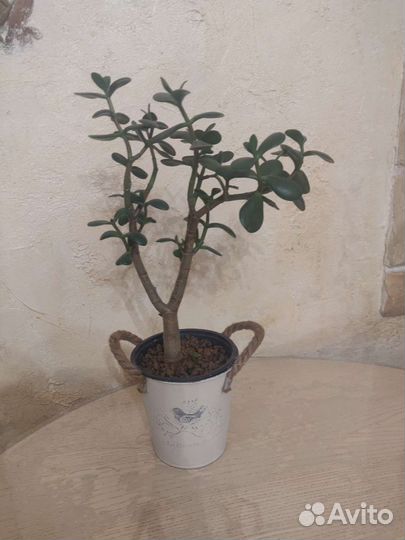 Толстянка крассула Денежное дерево