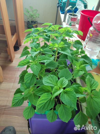 Рассада сальвия