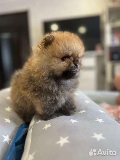 Щенки померанского шпица