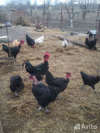 Яйцо, цыплята