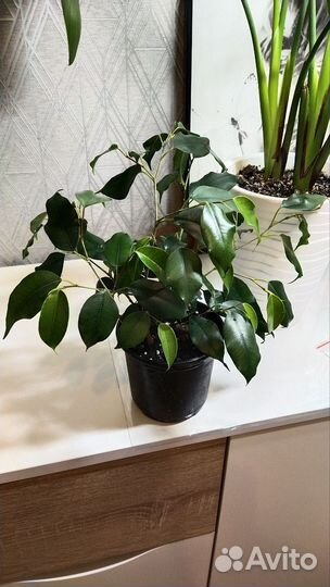 Фикус бенджамина