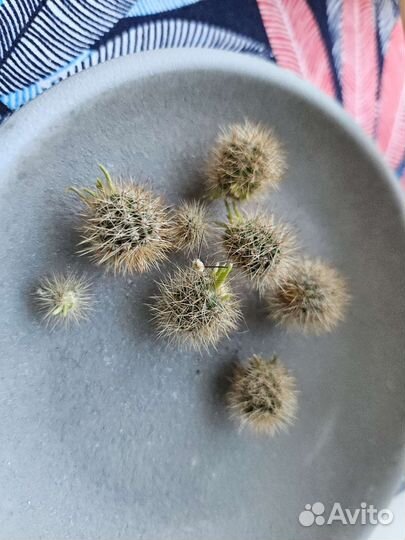 Дети кактусов бесплатно эхинопсис