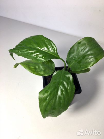 Спатифиллум