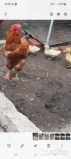 Петухи брама