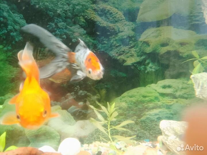 Рыбки обмен