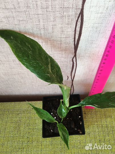 Спатифиллум Домино